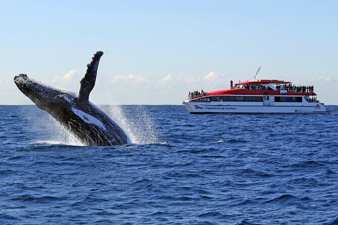 Sydney Whale Watching Cruise from Circular Quay - Key Points