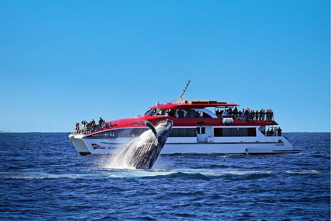 Sydney Whale Watching Cruise from Circular Quay - The Experience in Detail