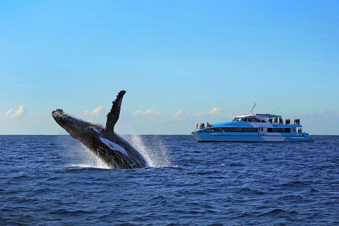 Sydney Whale Watching Cruise from Circular Quay - The Sum Up