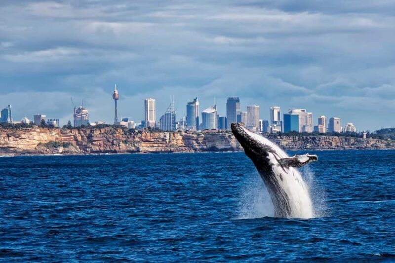 Sydney Whale Watching Cruise with Breakfast or Lunch - Key Points