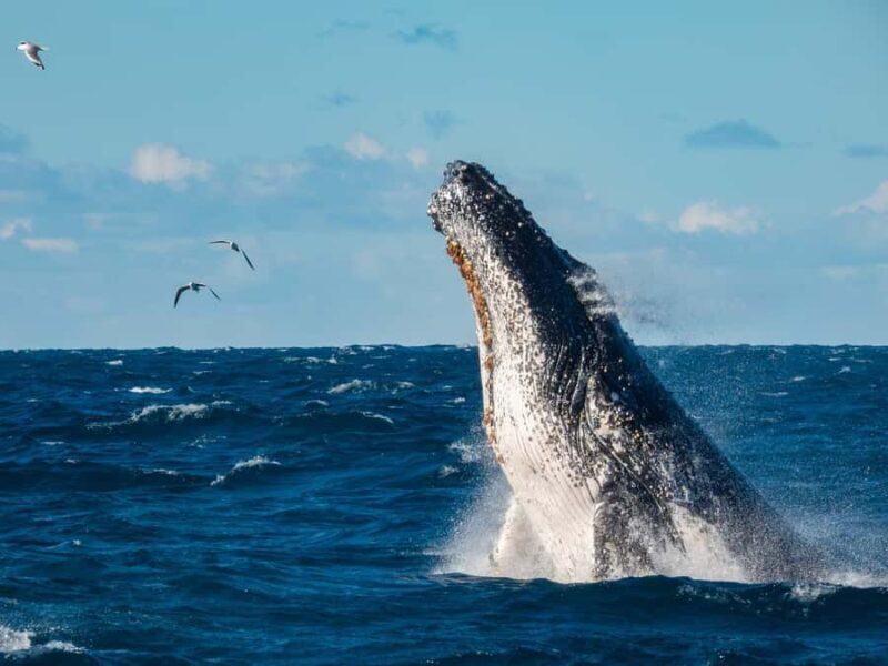 Sydney Whale Watching Cruise with Breakfast or Lunch - An In-Depth Look at the Sydney Whale Watching Cruise Experience