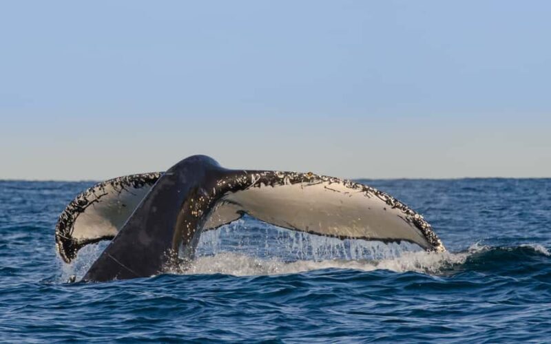 Sydney Whale Watching Cruise with Breakfast or Lunch - The Sum Up: Why This Tour Is a Worthwhile Choice