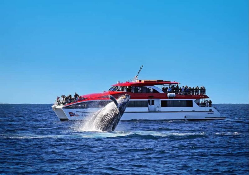 Sydney: Whale Watching & Hop On Hop Off Cruise Package - Frequently Asked Questions