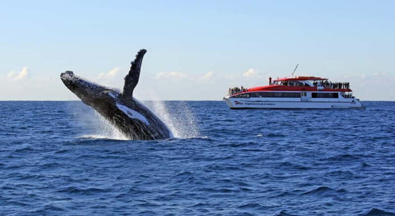 Sydney: Whale Watching & Wildlife Cruise - An In-Depth Look at the Sydney Whale Watching & Wildlife Cruise