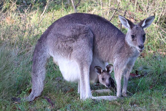 Sydney Wild Kangaroos and a Cruise: A Private Wildlife Adventure - The Itinerary in Detail