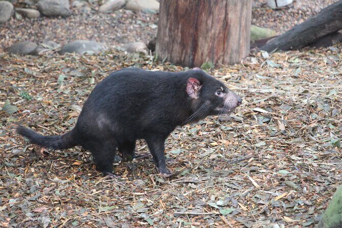 Sydney Wild Kangaroos and a Cruise: A Private Wildlife Adventure - Final Thoughts: Is This Tour Right for You?