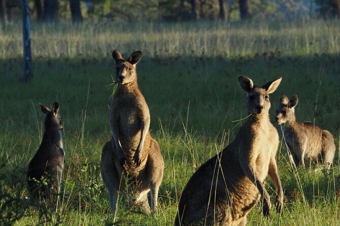 Sydney Wildlife Safari - What is the Sydney Wildlife Safari?