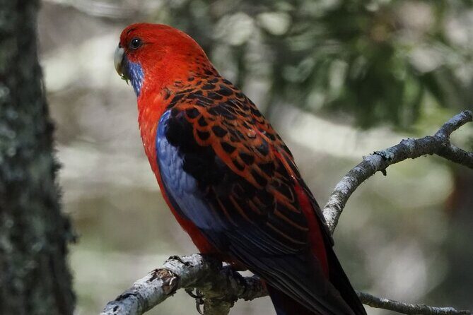 Sydney Wildlife Safari - The Value of Small Groups and Expert Guides