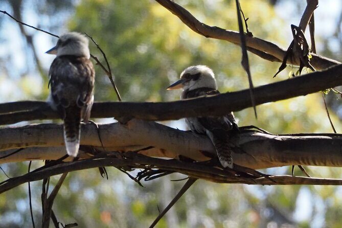 Sydney Wildlife Safari - Practical Considerations
