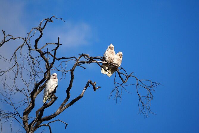 Sydney Wildlife Safari - The Sum Up