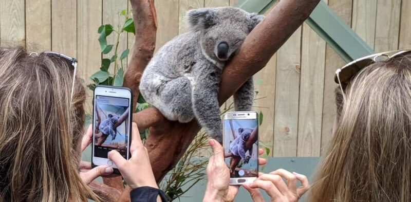 Sydney: Wildlife, Waterfalls and Wine Small Group Tour - The Transportation and Group Size