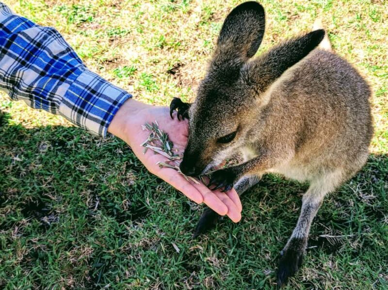 Sydney: Wildlife, Waterfalls and Wine Small Group Tour - Scenic Stops and Scenic Drive
