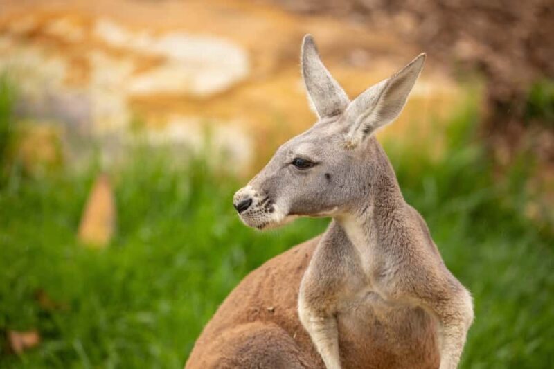Sydney Zoo Admission Ticket - Key Points
