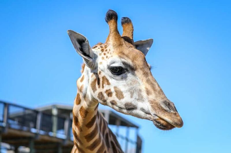 Sydney Zoo Admission Ticket - What Makes Sydney Zoo Stand Out?