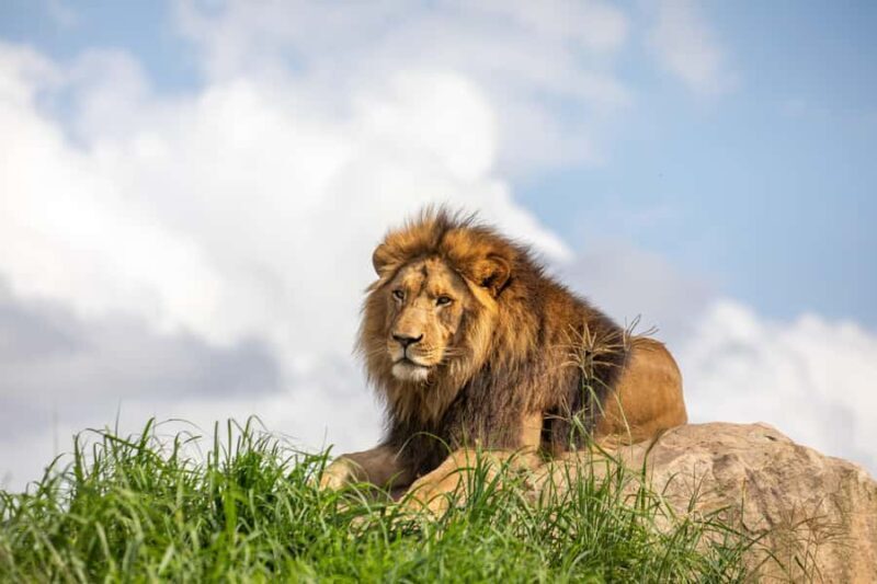 Sydney Zoo Admission Ticket - Review Highlights and Real Visitor Voices