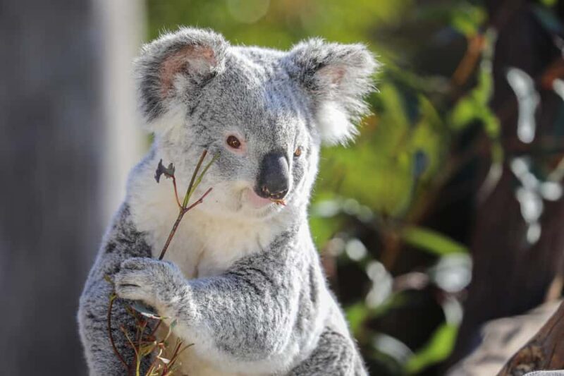 Sydney Zoo Admission Ticket - Final Thoughts: Who Will Love Sydney Zoo?