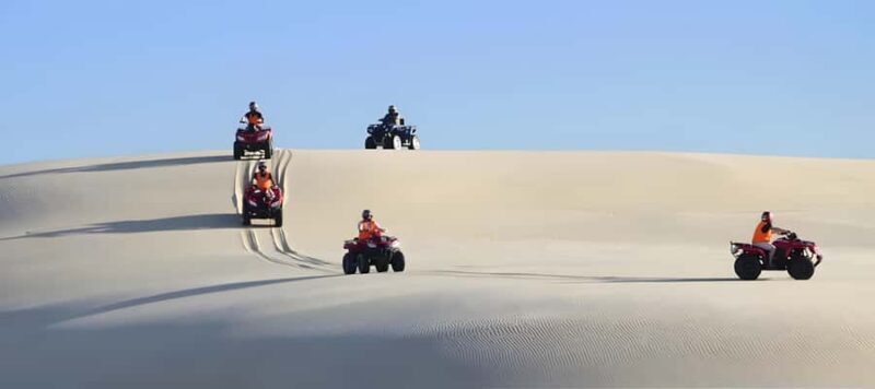 Sydney:Dolphin Watching and Sandboarding in Port Stephens - Dolphin Watching in Nelson Bay: Wildlife in Action