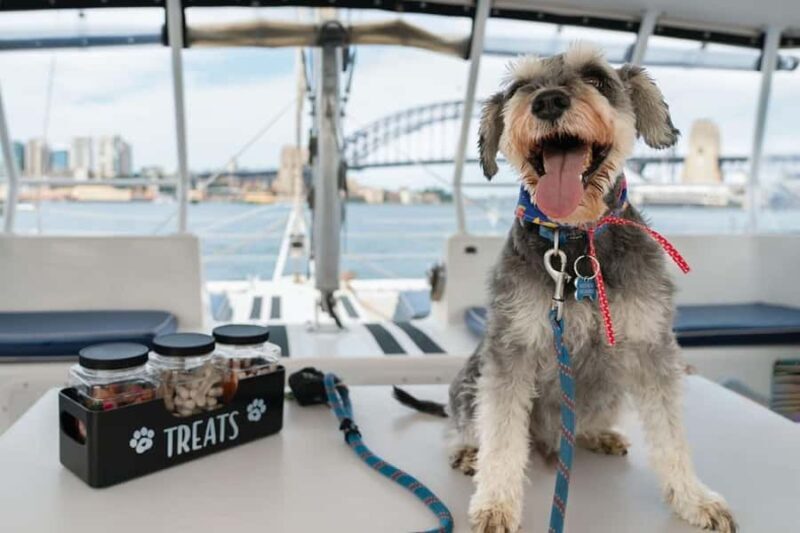 Sydney's 1st Dog Friendly Harbour Cruise: Dogs on Deck - An In-Depth Look at the Experience