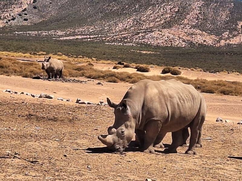 Table Mountain and Aquilla Game Reserve Sunset Safari - Key Points
