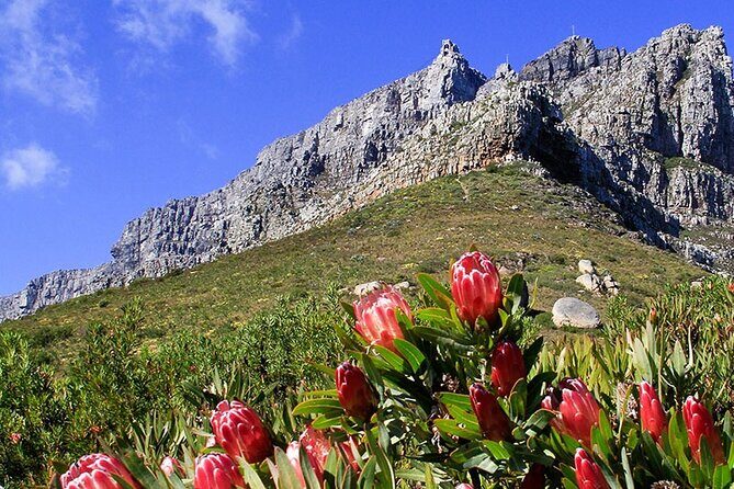 Table Mountain and Cape Town City Half-Day Trip - An In-Depth Look at the Tour Experience