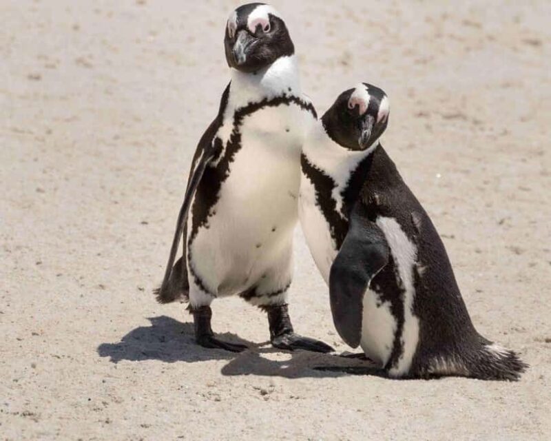 Table Mountain, Cape of Good Hope & Penguins Private Tour - Key Points