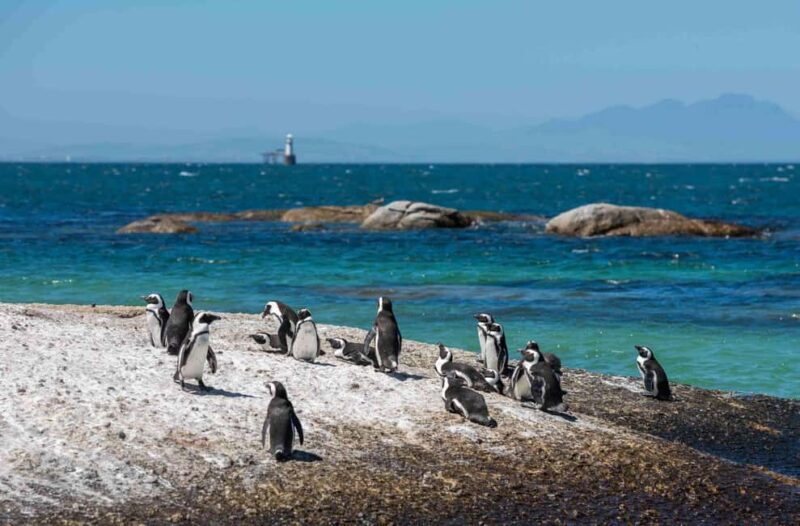 Table Mountain, Cape of Good Hope & Penguins Private Tour - FAQs