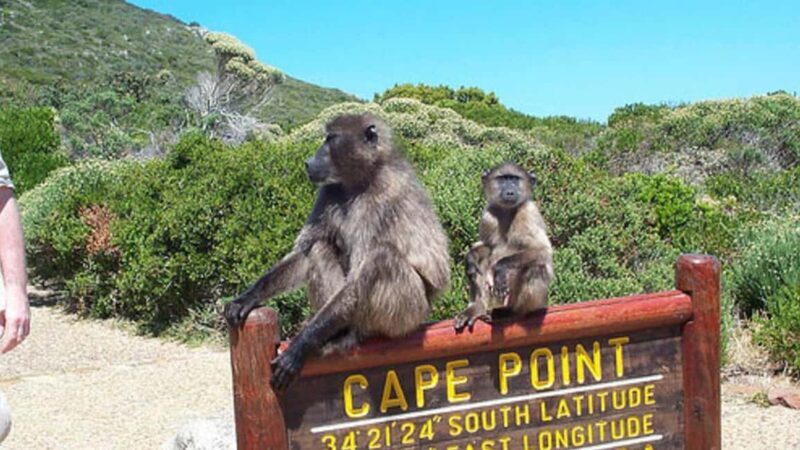 Table Mountain, Cape of Good Hope & Penguins Shared Tour - The Practical Side: Logistics, Value & Tips