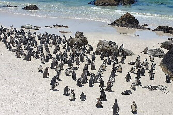 Table Mountain, Cape Point & Penguin Beach ENTRANCE INCLUDED - Who Should Consider This Tour?