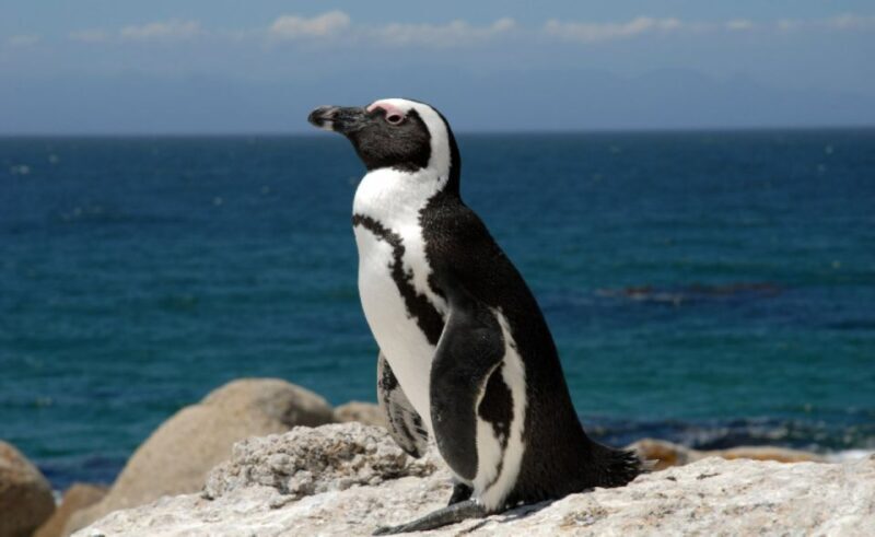 Table Mountain, Cape Point & Penguin Beach ENTRANCE INCLUDED - Experience Quality and Traveler Feedback