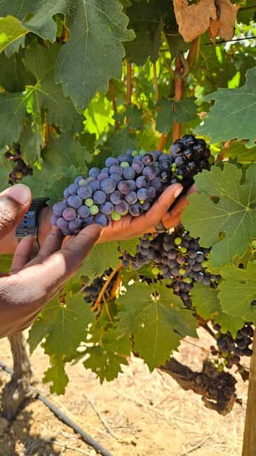 Table Mountain, Historic City & Winelands Private Day Tour. - Discover Cape Town with the Table Mountain, Historic City & Winelands Private Day Tour
