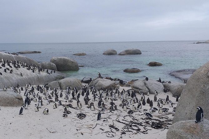 Table Mountain, Penguins, Cape of good hope and Stellenbosch tour - FAQs