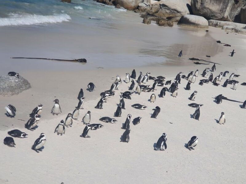 Table Mountain, Penguins & Cape of Good Hope Private Tour - Authentic, Balanced Perspective