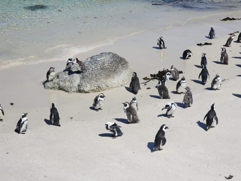 Table Mountain, Penguins & Cape of Good Hope Private Tour - Who Will Love This Tour?