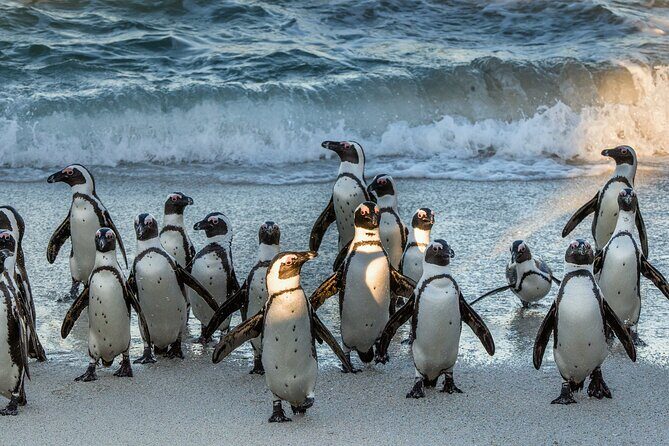 Table Mountain, Penguins & Cape of Good Hope Small Group Top Tour from Cape Town - Authentic Experiences and Visitor Feedback