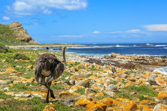 Table Mountain, Penguins & Cape of Good Hope Small Group Top Tour from Cape Town - Final Thoughts