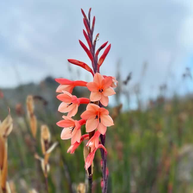 Table Mountain: Skeleton Gorge Hike - Value for Money