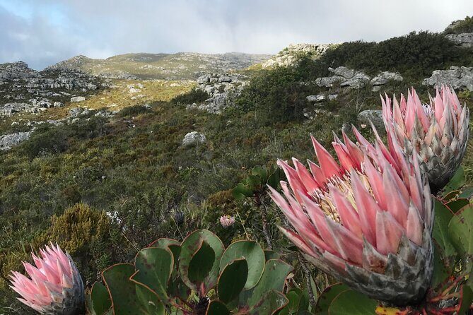 Table Mountain's India Venster Hike + Hotel Pick-Up - Practical Details and Tips
