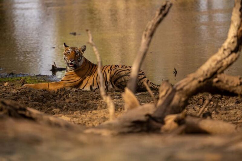 Tadoba wild life tour - Key Points