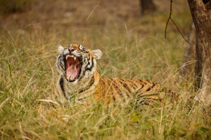 Tadoba wild life tour - An In-Depth Look at the Tadoba Wildlife Tour