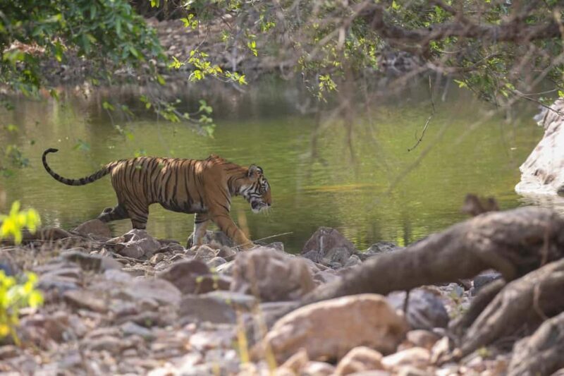Tadoba wild life tour - FAQs