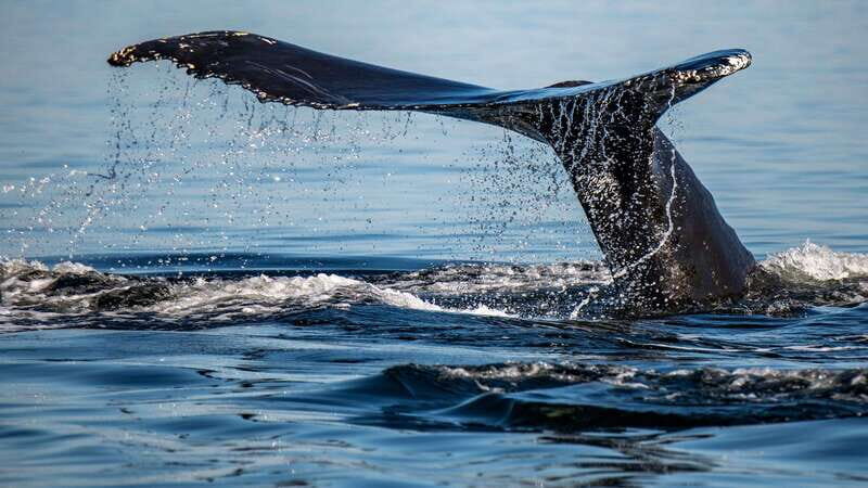 Tadoussac/Charlevoix: 3-Hour Whale Watching Boat Tour - An Overview of the Experience