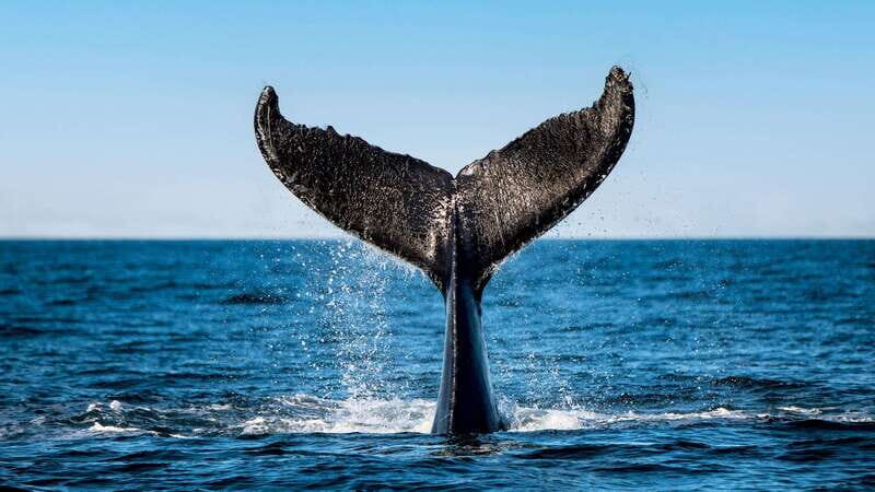 Tadoussac/Charlevoix: 3-Hour Whale Watching Boat Tour - What Travelers Are Saying