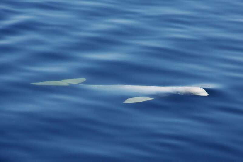 Tadoussac/Charlevoix: 3-Hour Whale Watching Boat Tour - Who Will Enjoy This Tour?