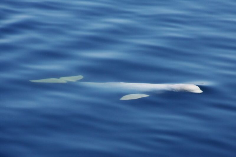 Tadoussac/Charlevoix: 3-Hour Whale Watching Boat Tour - FAQ