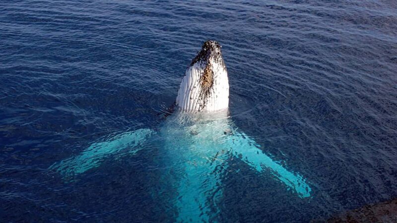 Tadoussac/Charlevoix: VIP Lounge OR UpperDeck Whale Watching - Final Thoughts: Who Will Love This Tour?