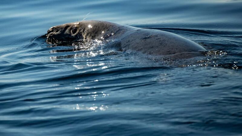Tadoussac/Charlevoix: VIP Lounge OR UpperDeck Whale Watching - In The Sum Up