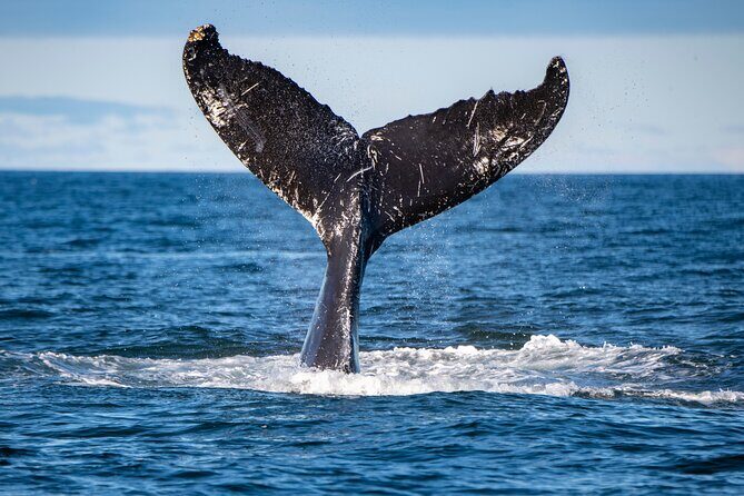 Tadoussac/Charlevoix: Whale & Bear Wildlife Tour - What’s Included and What’s Not