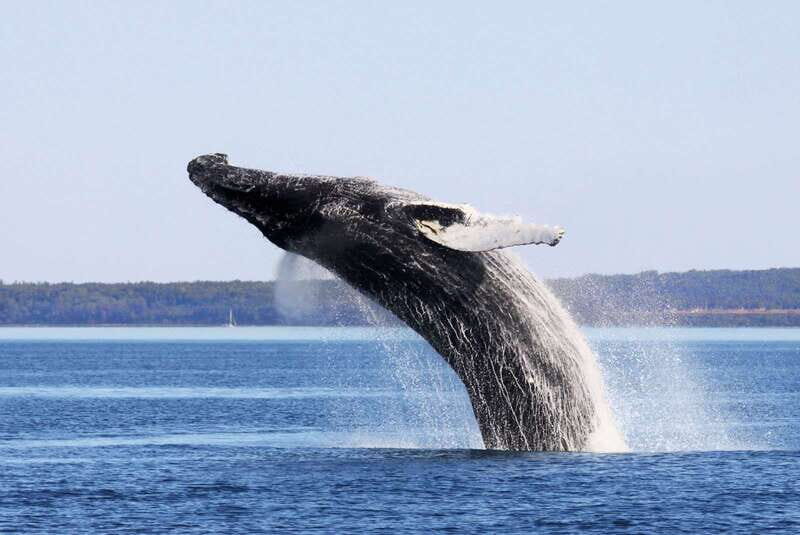 Tadoussac/Charlevoix: Whale Watching Tour & Bear Observation - Key Points