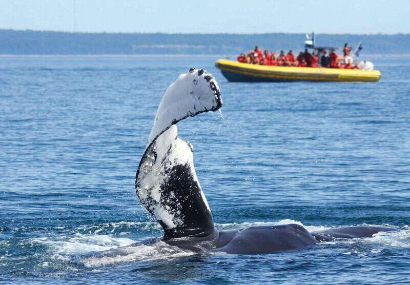 Tadoussac/Charlevoix: Whale Watching Tour & Bear Observation - Analyzing the Experience — What You’re Getting