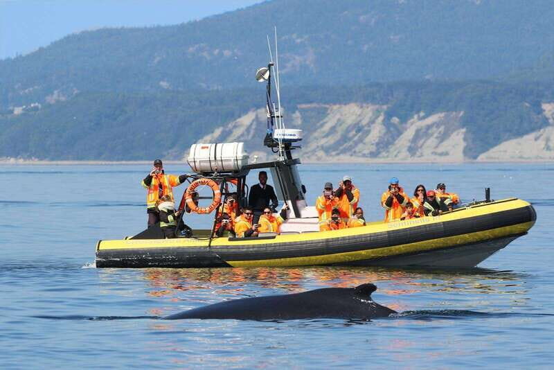 Tadoussac/Charlevoix: Whale Watching Tour & Bear Observation - The Bear Observation at Ferme 5 Étoiles — A Mixed Bag
